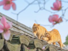 -爱侣宠医·鹦鹉专科·小型哺乳类·异宠专科(灵石路店)