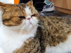 -瞄一喵猫咖(格力海岸店)