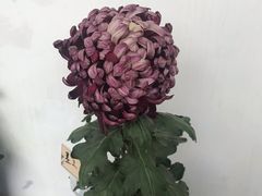 -杭州植物园