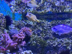 -新加坡海洋生态馆
