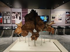 -北京周口店北京人遗址博物馆