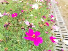 -花开海上生态园