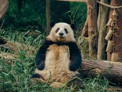 -成都大熊猫繁育研究基地