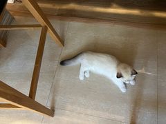 -momokira米努特·德文卷毛猫·棉花面纱犬
