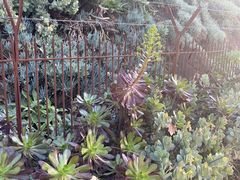 -墨尔本皇家植物园