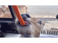 -常州淹城野生动物世界