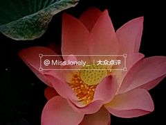 -荔湾湖公园