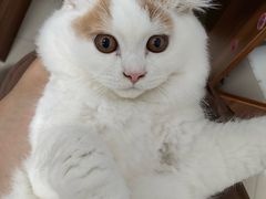 -lincat·猫舍(广州店)