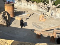 -东方熊牧场
