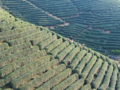 -龙坞茶村