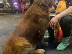 -大邑李记肥肠血旺