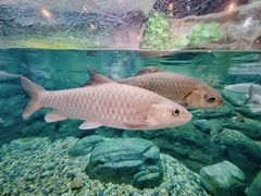 -上海海洋水族馆