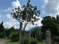 -深圳仙湖植物园