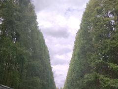 -黄海国家森林公园