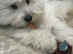 -翊宠yipet猫狗购宠庄园犬舍•猫舍