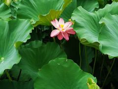 -合肥滨湖国家森林公园