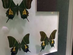 -上海昆虫博物馆