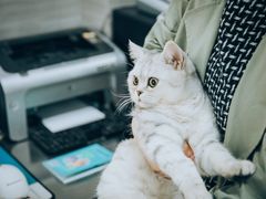 -瑞派名望志远动物医院·猫科·內科·异宠专科(直港大道店)
