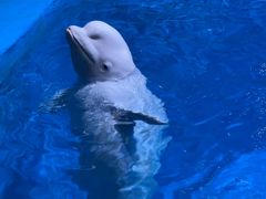 -海合安青岛极地海洋公园