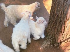 -紫海香堤香草艺术庄园