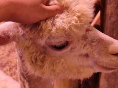 -正佳雨林生态植物园