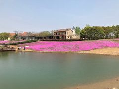 -大塘金香草谷