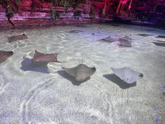 -北海海底世界