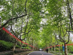 -宜兴龙背山森林公园