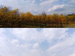 -黄龙溪古镇