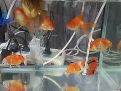 -严国平动物医院(德政总院)