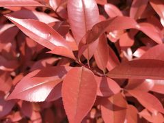 -白塘生态植物园