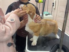 -FAELING PETS美天灵宠物(富力广场店)
