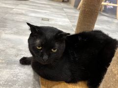 -楼上猫咖(罗湖店)