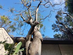 -莲花山公园
