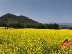 -新建村梅花