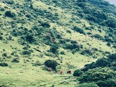 -大姆山草场