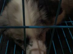 -瑞派福兴宠物医院犬猫全科·骨科·中西医结合(河东店)