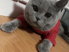 -中农国际动物医院24小时·猫科·骨科·急重症中心