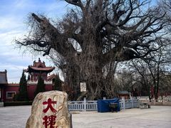 -大槐树寻根祭祖园