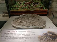 -辽宁古生物博物馆