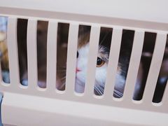 -PETKIT小佩宠物(昭化店)