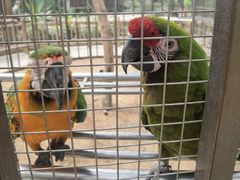 -南宫五洲植物乐园