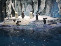 -帝企鹅自助餐厅•儿童岛•真企鹅(长隆企鹅酒店)