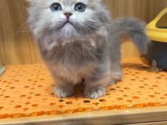 -欣宠猫屋·矮脚拿破仑·蓝金金渐层