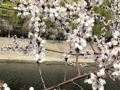 -桃花堤公园