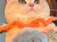 -猫十亿·布偶金渐层·曼基康矮脚猫舍(青年路店)