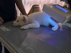 -宠物星动物医院·眼科·异宠·猫科(江南大道总院)