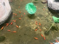 -和源祥·日照菜扛把子(万平口一店)