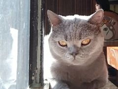 -more than meow吴止猫主题餐厅(承德 中船汇店)