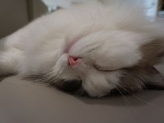 -猫腻·猫咖·撸猫馆(星光大道店)
